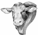 Brangus-Portrait